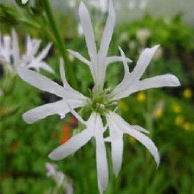 Lychnis Flos-Cuculi Alba