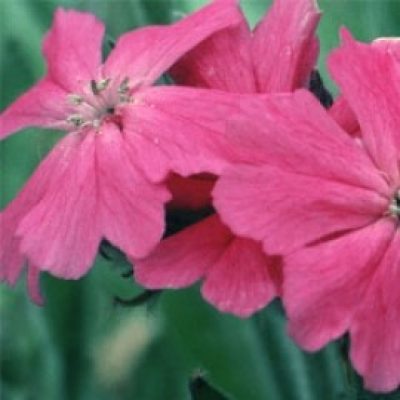 Lychnis Flos-jovis Nana