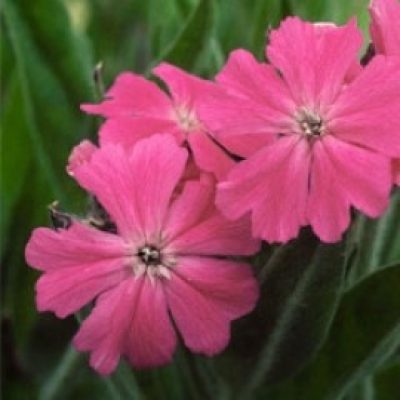 Lychnis Flos-jovis