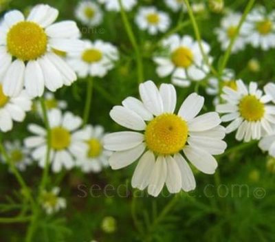 Matricaria Chamomilla, German Chamomile