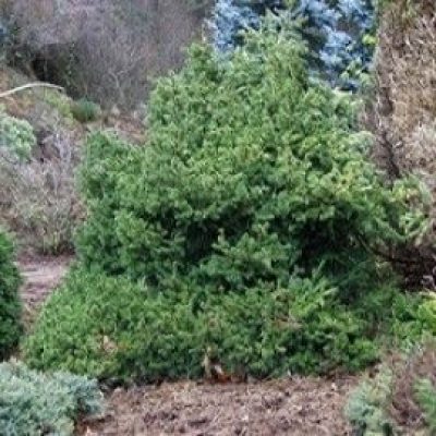 Maxwell Norway Spruce