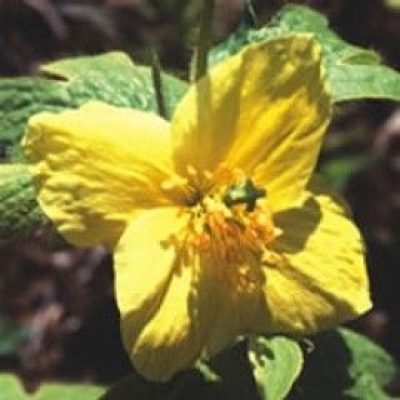 Meconopsis Villosa