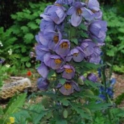 Meconopsis Wilsonii