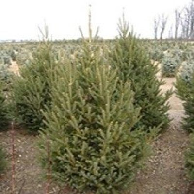 Montrose Spire White Spruce