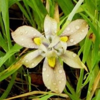 Moraea Vegata