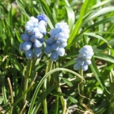 Muscari Armeniacum 'Valeries Finnis'