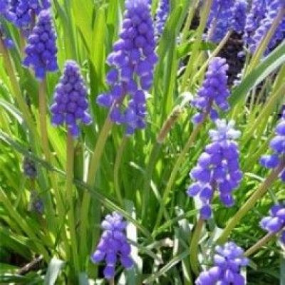 Muscari Armeniacum