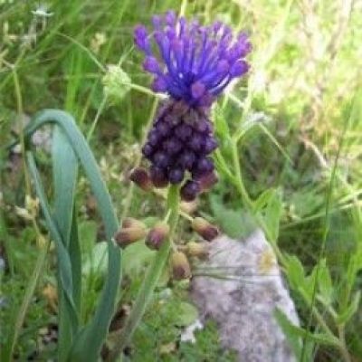 Muscari Comosum