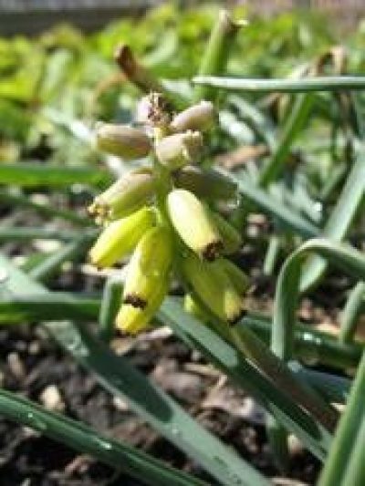 Muscari Macrocarpum 'Golden Fragrance'