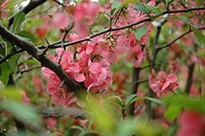 Nivalis Flowering Quince