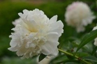 Paeonia Lactiflora 'Duchesse de Nemours'