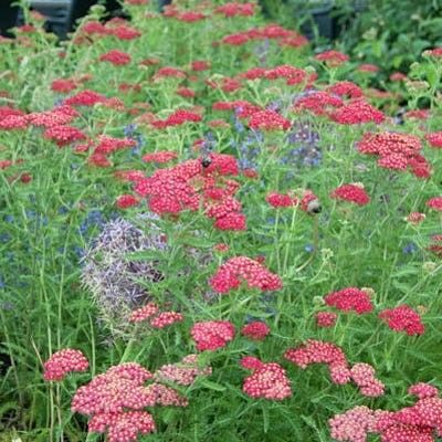 Paprika Yarrow
