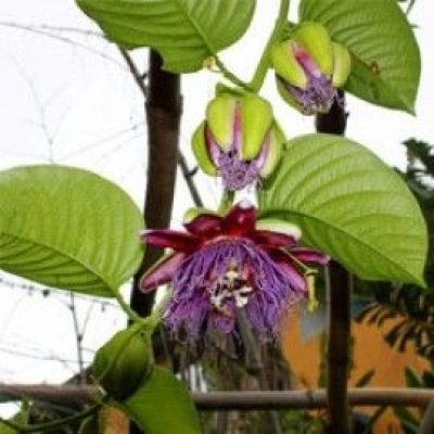 Passiflora Quadrangularis