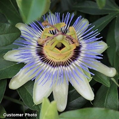 Passion Flower Vine