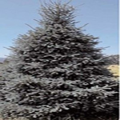 'Paul's Select' Norway Spruce