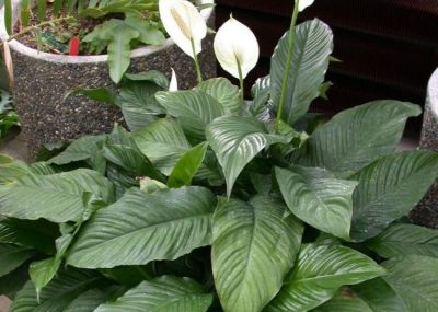 Peace Lily (Spathiphyllum ‘Mauna Loa’) – Indoor Plants