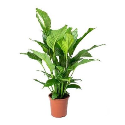 Peace lily | Spathiphyllum wallisii Sweet Lauretta – Indoor Plants