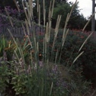 Pennisetum Macrourum