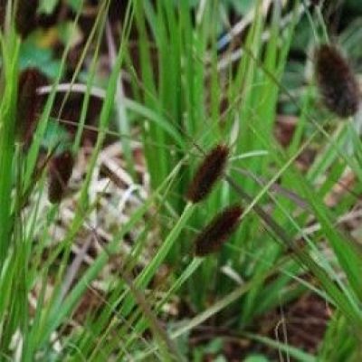 Pennisetum Thunbergii 'Red Buttons'