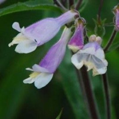 Penstemon 'Blue Foam'