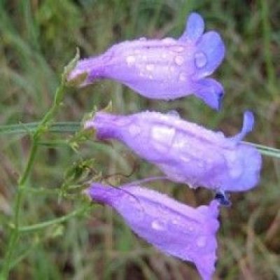 Penstemon Campanulatus