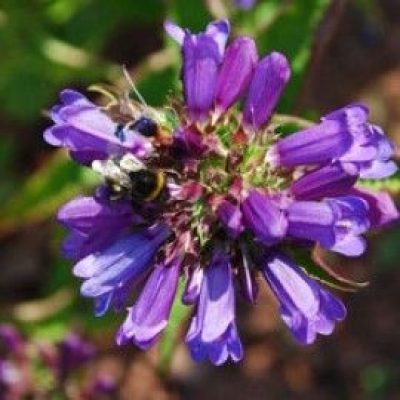 Penstemon Euglaucus