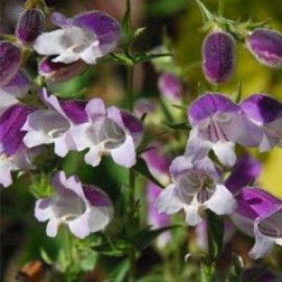 Penstemon 'Lilac Frost'