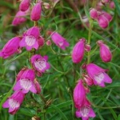 Penstemon 'Sunburst Ruby'