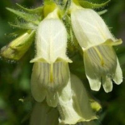 Penstemon Whippleanus Albus