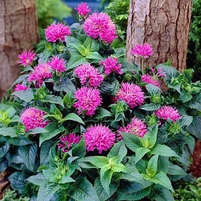 Petite Delight Bee Balm