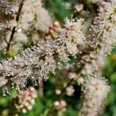 Petrophytum Cinerascens