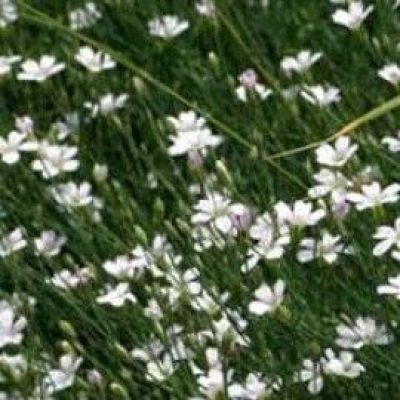 Petrorhagia Saxifraga