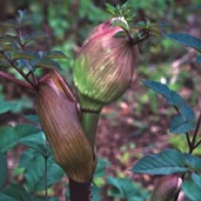 Peucedanum Verticillare