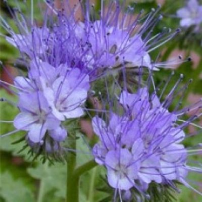 Phacelia Tanacetifolia