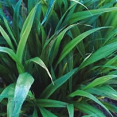 Phaenosperma Globosa