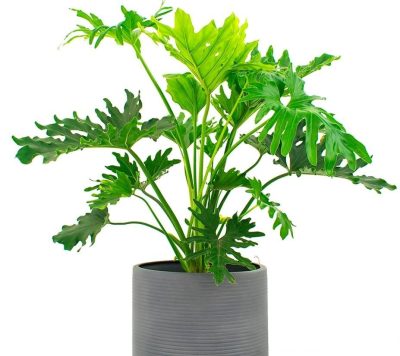 Philodendron Lickety Split – Indoor Plants