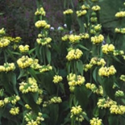 Phlomis Russeliana
