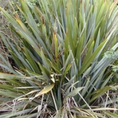 Phormium Tenax