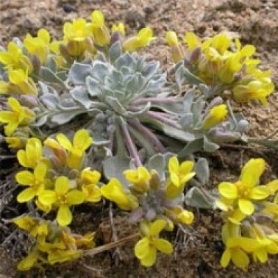 Physaria Didymocarpa