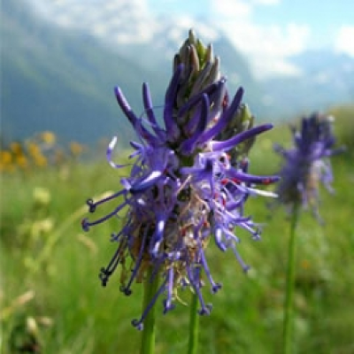 Phyteuma Betonicifolium