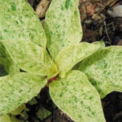 Phytolacca Americana 'Silberstein'
