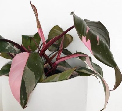 Pink Princess Philodendron – Indoor Plants