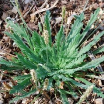 Plantago Coronopus