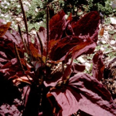 Plantago Major Rubrifolia