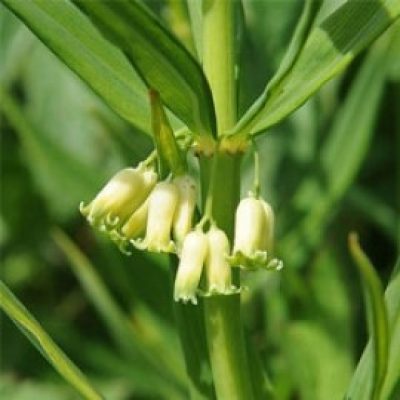 Polygonatum Verticillatum