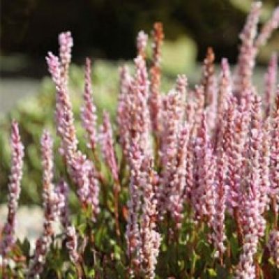 Polygonum Vaccinifolium