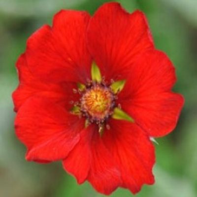 Potentilla Atrosanguinea Scarlet Starlet
