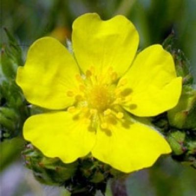 Potentilla Gracilis