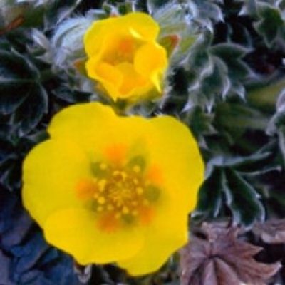 Potentilla Hyparctica