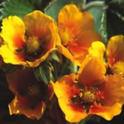 Potentilla Mixed